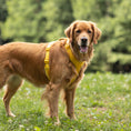Load image into Gallery viewer, Yellow - Velvet Dog Harness