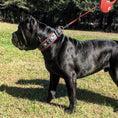 Load image into Gallery viewer, The "Eros" collar 2.5 inch wide black & red