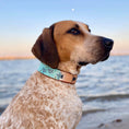 Load image into Gallery viewer, Sea Turtle Dog Collar - Southlake Paws
