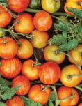 Load image into Gallery viewer, You Bet Your Garden Guide to Growing Great Tomatoes, Second Edition