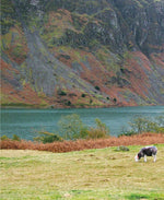 Cool Caravanning, Updated Second Edition