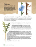 Load image into Gallery viewer, A Guide to Wild Food Foraging
