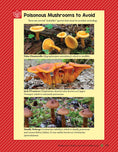 Load image into Gallery viewer, A Guide to Wild Food Foraging