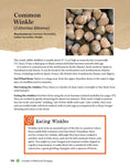 Load image into Gallery viewer, A Guide to Wild Food Foraging