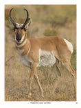 Load image into Gallery viewer, Drawing Mammals