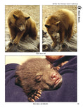 Load image into Gallery viewer, Bear: The Ultimate Artist's Reference