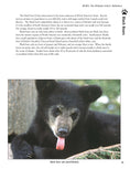 Load image into Gallery viewer, Bear: The Ultimate Artist's Reference