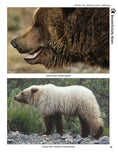 Load image into Gallery viewer, Bear: The Ultimate Artist's Reference