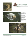 Load image into Gallery viewer, Decorative Decoy Carvers Ultimate Painting & Pattern Portfolio, Series Two