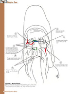 Carving Cypress Knees