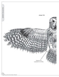 Load image into Gallery viewer, Illustrated Owl: Screech & Snowy