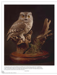Load image into Gallery viewer, Illustrated Owl: Screech & Snowy
