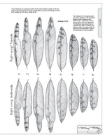 Illustrated Owl: Screech & Snowy