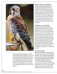 Load image into Gallery viewer, Illustrated Birds of Prey: Red-Tailed Hawk, American Kestral, & Peregrine Falcon