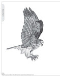 Load image into Gallery viewer, Illustrated Birds of Prey: Red-Tailed Hawk, American Kestral, & Peregrine Falcon