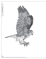 Illustrated Birds of Prey: Red-Tailed Hawk, American Kestral, & Peregrine Falcon