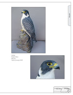 Illustrated Birds of Prey: Red-Tailed Hawk, American Kestral, & Peregrine Falcon