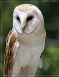 Load image into Gallery viewer, Illustrated Owl: Barn, Barred & Great Horned