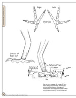 Illustrated Owl: Barn, Barred & Great Horned