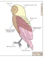 Illustrated Owl: Barn, Barred & Great Horned