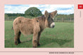 Load image into Gallery viewer, Know Your Donkeys & Mules