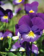 Annuals, Perennials, and Bulbs
