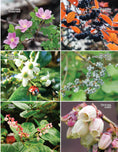 Load image into Gallery viewer, National Wildlife Federation®: Attracting Birds, Butterflies, and Other Backyard Wildlife, Expanded Second Edition