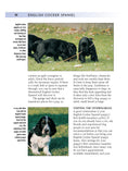 Load image into Gallery viewer, English Cocker Spaniel
