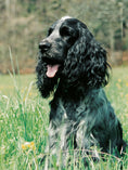 Load image into Gallery viewer, English Cocker Spaniel