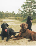 Load image into Gallery viewer, Flat-Coated Retriever