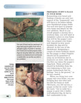Load image into Gallery viewer, Dachshund