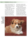 Load image into Gallery viewer, Pembroke Welsh Corgi