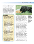 Load image into Gallery viewer, Field Spaniel