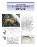 Basset Fauve De Bretagne