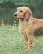 Basset Fauve De Bretagne