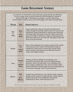 Caucasian Mountain Dog