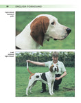 Load image into Gallery viewer, English Foxhound