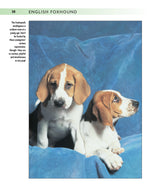 English Foxhound