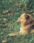 Load image into Gallery viewer, Finnish Spitz