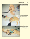 Load image into Gallery viewer, Puppy Training