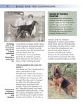 Load image into Gallery viewer, Black and Tan Coonhound
