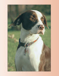 Load image into Gallery viewer, Training Your Mixed Breed