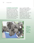 Load image into Gallery viewer, Schnoodle
