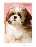 Load image into Gallery viewer, Shih Tzu