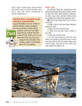 Load image into Gallery viewer, Labrador Retriever