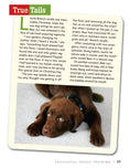 Load image into Gallery viewer, Labrador Retriever