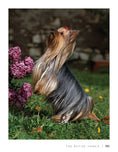 Load image into Gallery viewer, Yorkshire Terrier