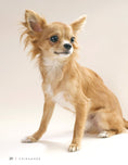 Load image into Gallery viewer, Chihuahua