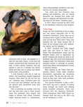 Load image into Gallery viewer, Rottweiler