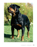 Load image into Gallery viewer, Rottweiler